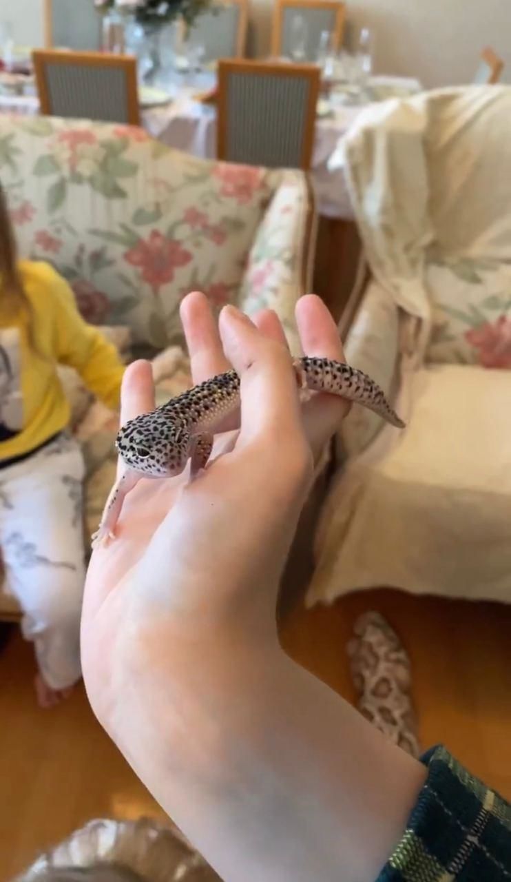 Моя Амазонка: Оля Полякова здивувала екзотичним подарунком на день народження дочки