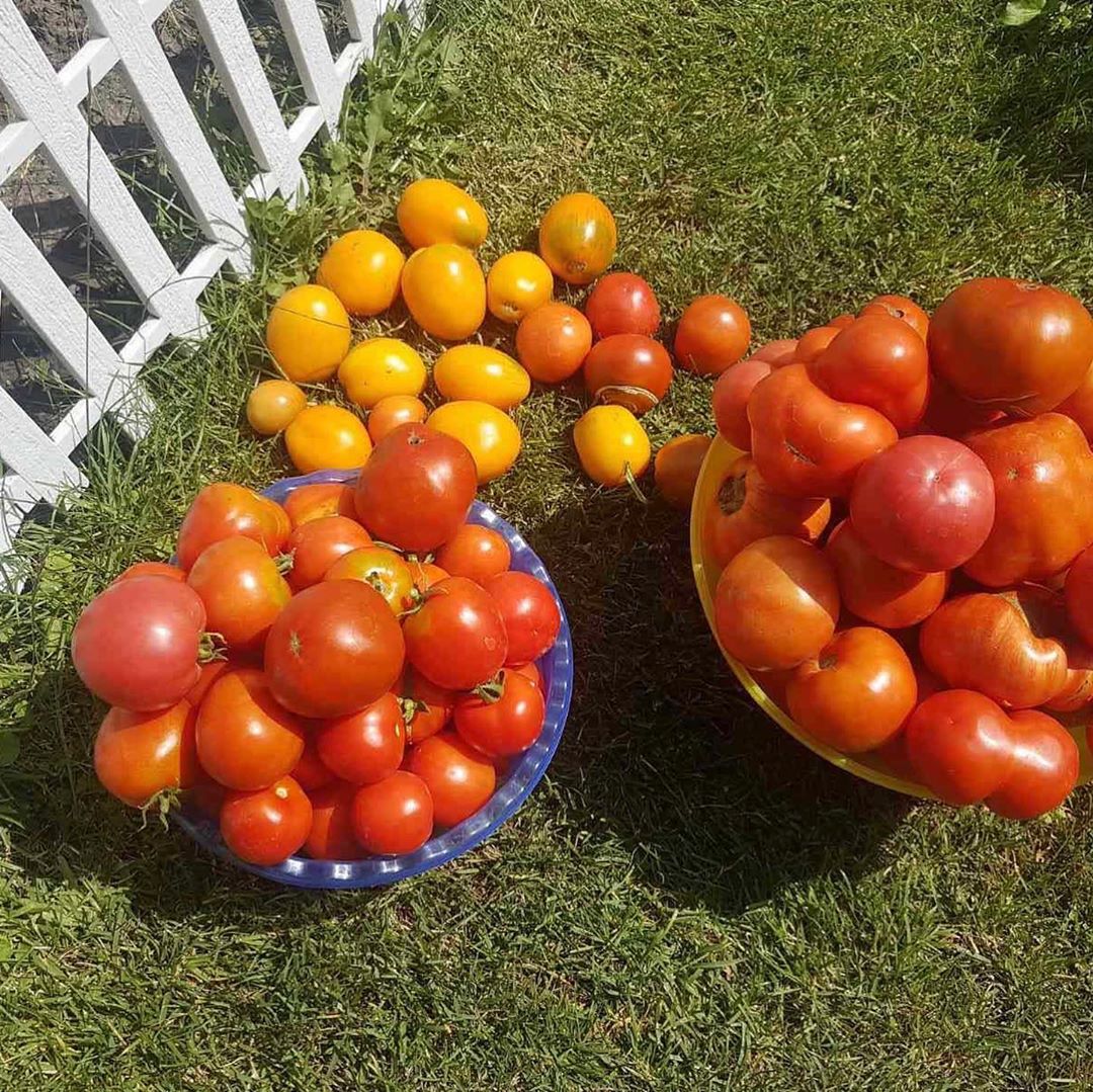 Хозяюшка: Камалия без макияжа похвасталась своим урожаем