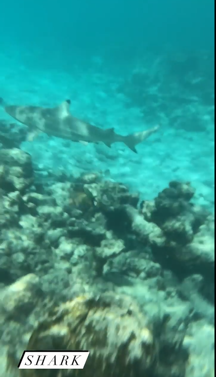 Безстрашна Каменських поплавала з хижаками і покрасувалася в блискучому бікіні