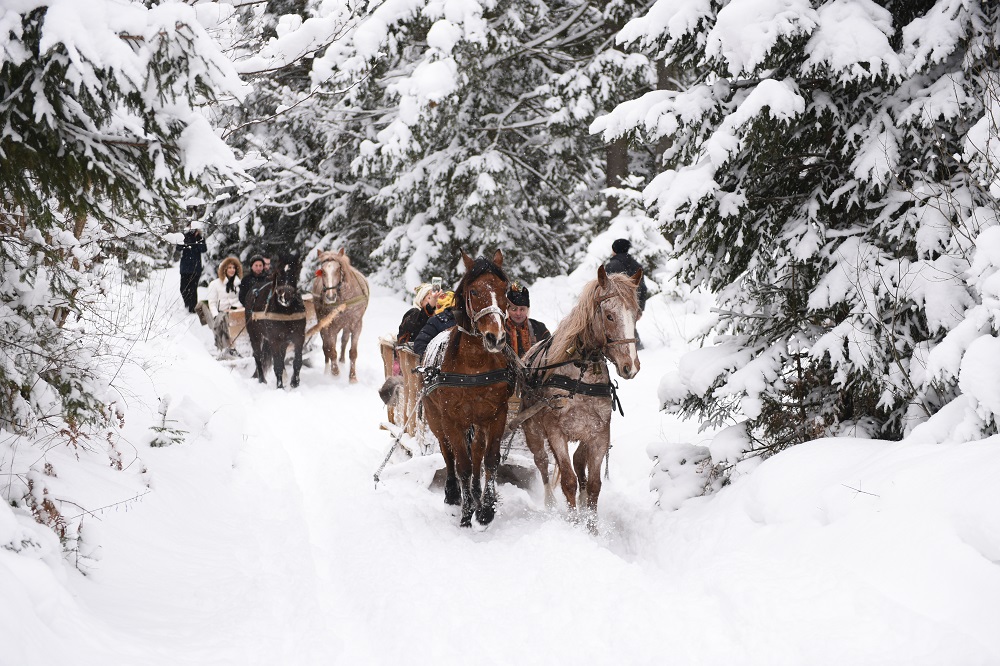 Стало відомо, як проведуть Різдво Віктор Павлік, Ольга Сумська та інші українські зірки
