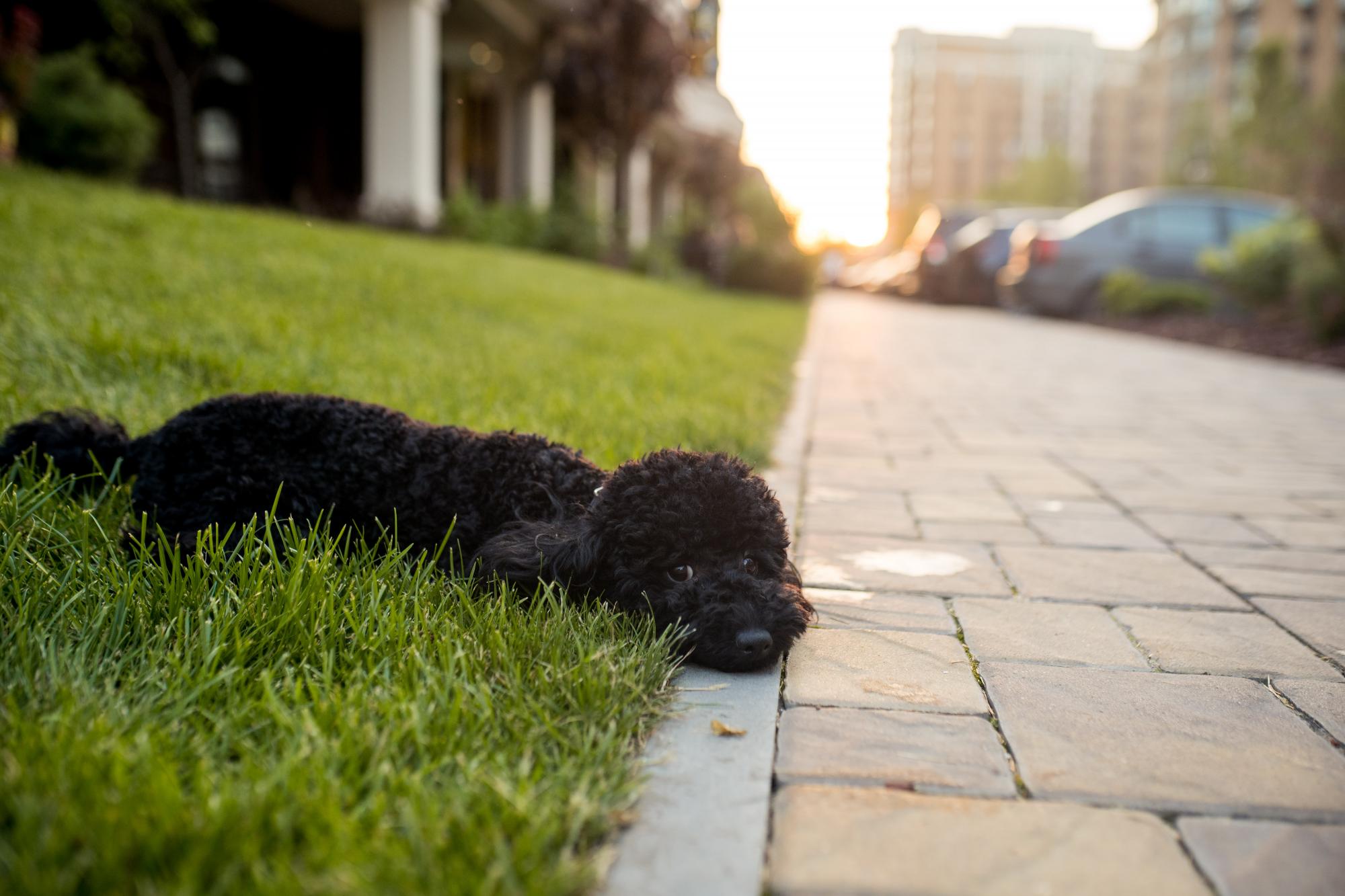 Українська ТБ-зірка розчулила фото свого мальтіпу: краса, та й годі!